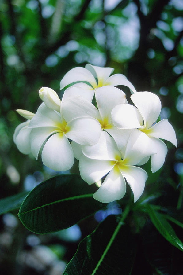 Close-up Of A Plumeria Flowers Photograph by Medioimages/photodisc