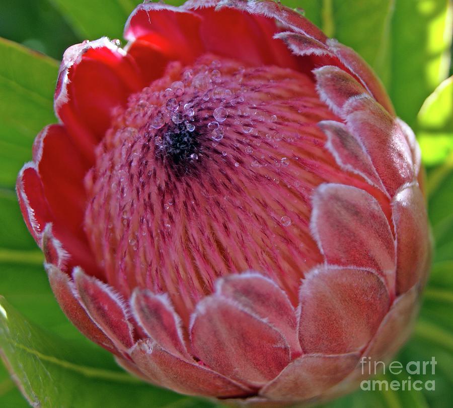 Flower Photograph - Close-up Of A Protea In Bloom, Sydney, New South Wales by 