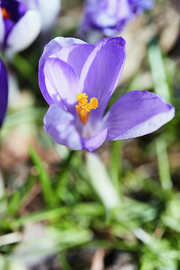 Close Up Of A Purple Crocus Flower Showing The Stigma Photograph by Brigitte Sporrer