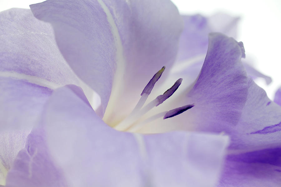 Close-up Of A Purple Gladiola Photograph by Brad Rickerby