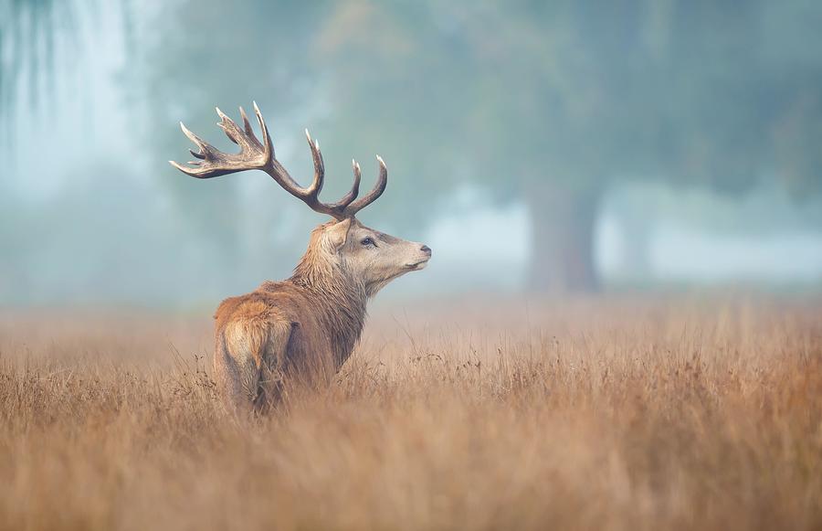 Close Up Of A Red Deer Stag Photograph by Giedrius Stakauskas