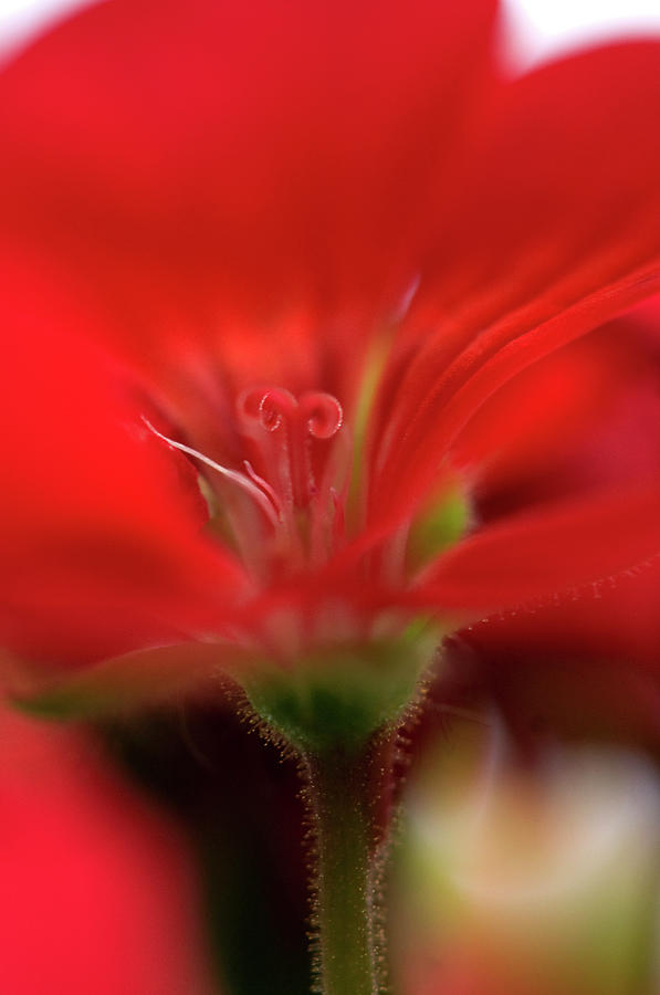 Nature Photograph - Close-up Of A Red Geranium by Daryl Solomon