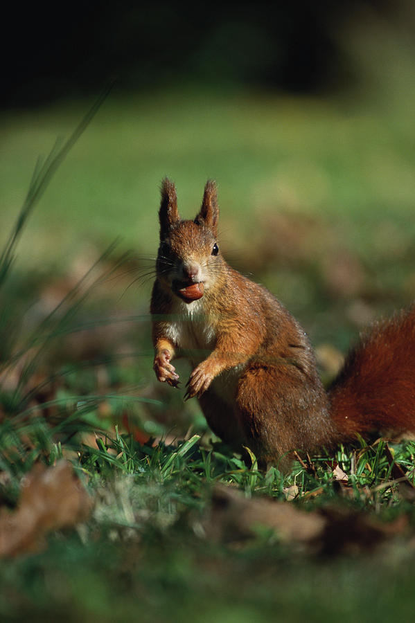 Close Up Of A Red Squirrel, Sciurus Vulgaris, Nut In Mouth, Animal Photograph by Konrad Wothe