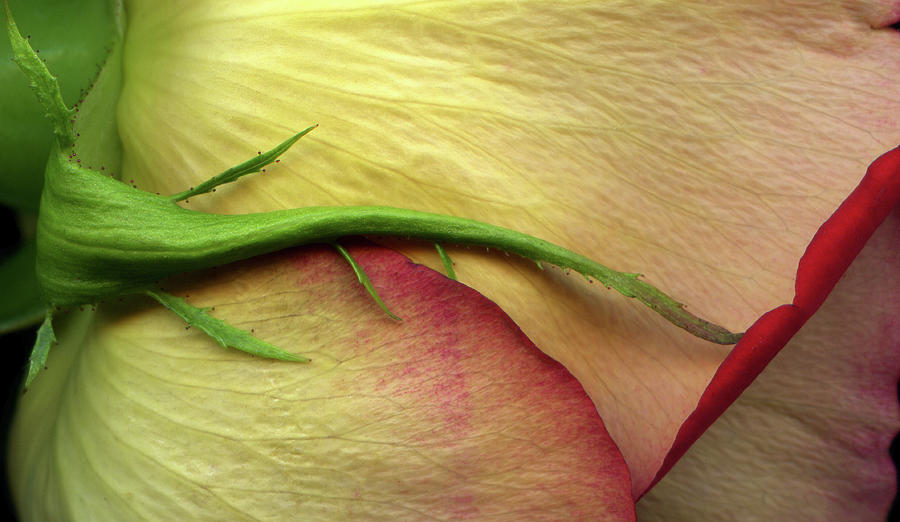 Close Up Of A Rose Photograph by Photograph By Magda Indigo