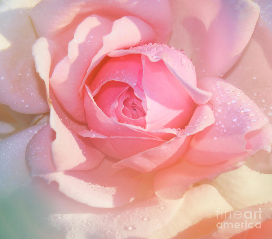 Close-Up Of A Rose Photograph by Stefano Senise