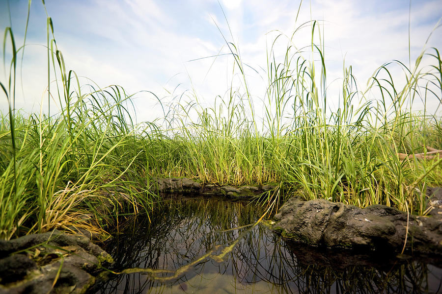 Close-up Of A Small Swamp Surrounded By Photograph by Roccomontoya