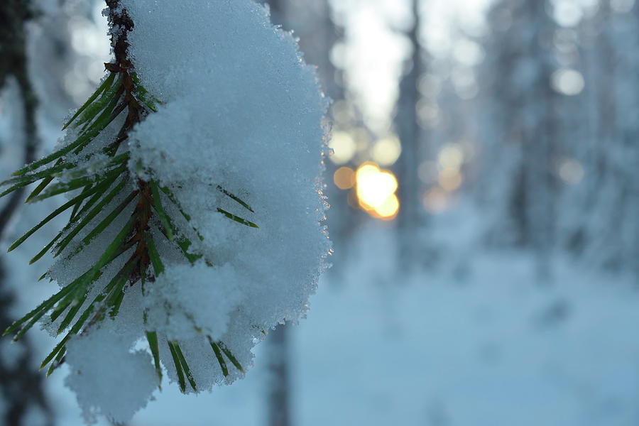 Close up of a snow covered pine twig in a winter forest Photograph by Intensivelight