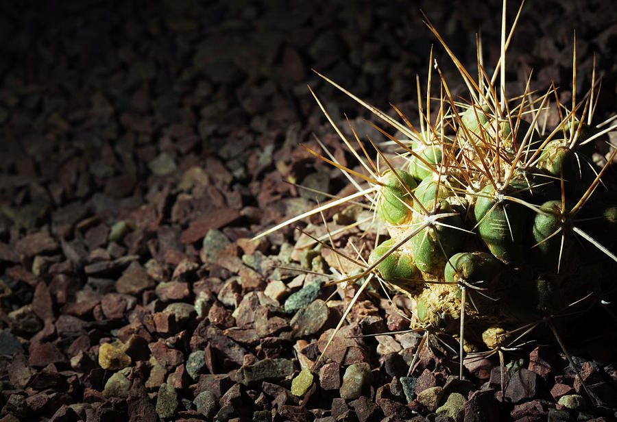 Close-up Of A Spiked Cactus In Gravel Photograph by Kentaroo Tryman
