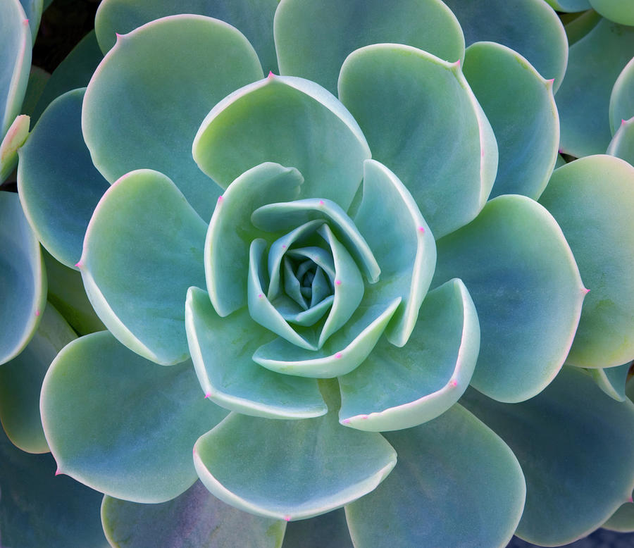 Close-up Of A Succulent Plant Photograph by Diane Miller