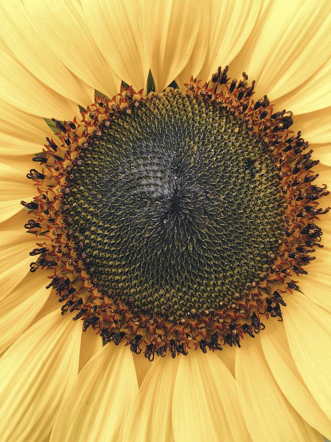 Close up of a sunflower Painting by Celestial Images