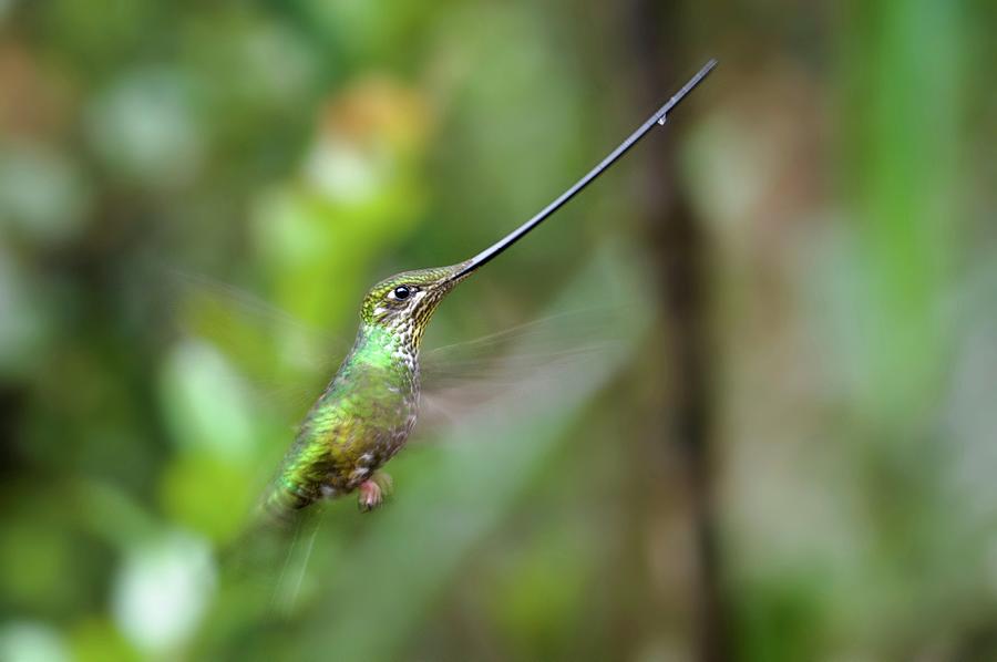 Close-up Of A Sword-billed Hummingbird Photograph by Nick Garbutt