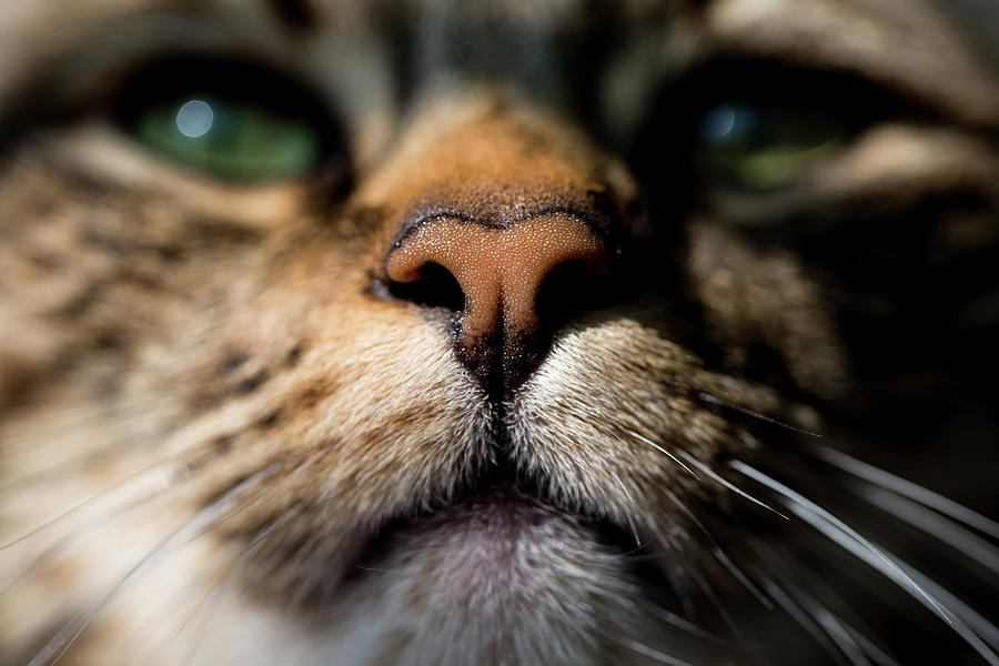 Close Up Of A Tabby Cat's Nose And Mouth Photograph by Cavan Images ...