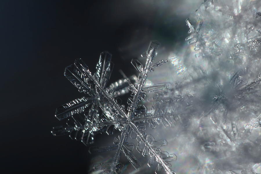 Close up of a tangle of snowflakes Photograph by Intensivelight