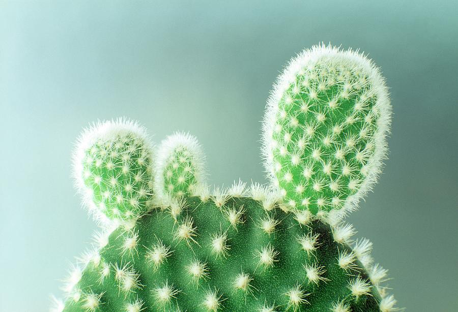 Close-up Of A Thorny Cactus Photograph by Imagewerks