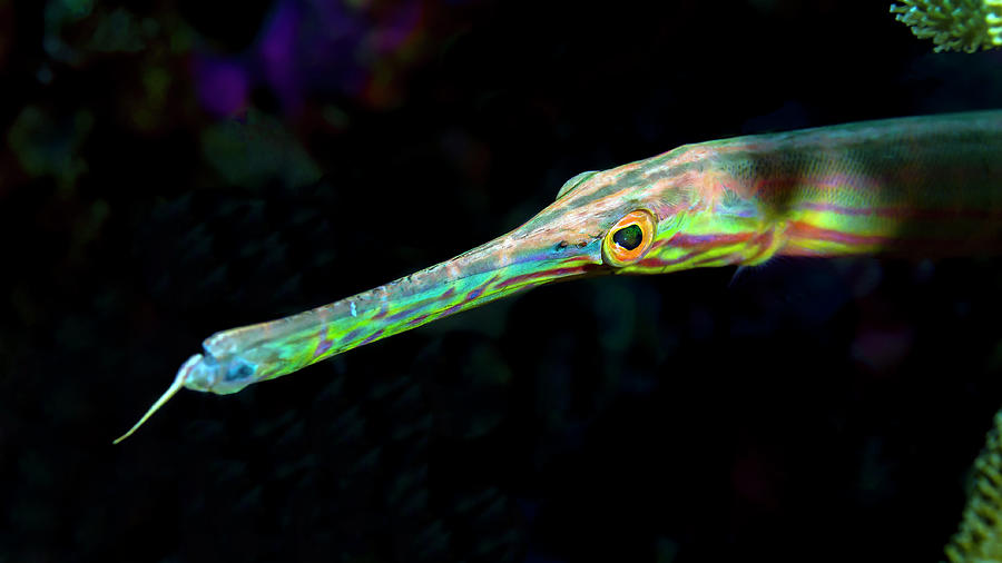 Close-up Of A Trumpetfish Aulostomus Photograph by Bruce Shafer
