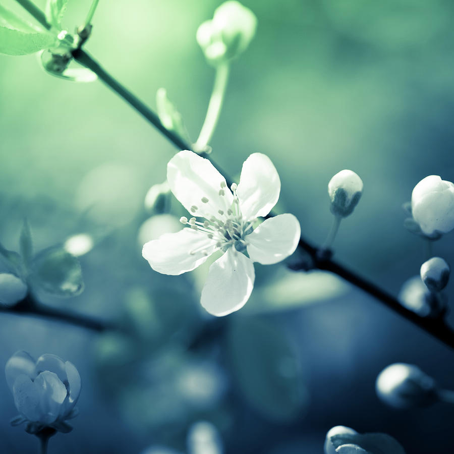Close Up Of A White Cherry Blossom Photograph by Jeja