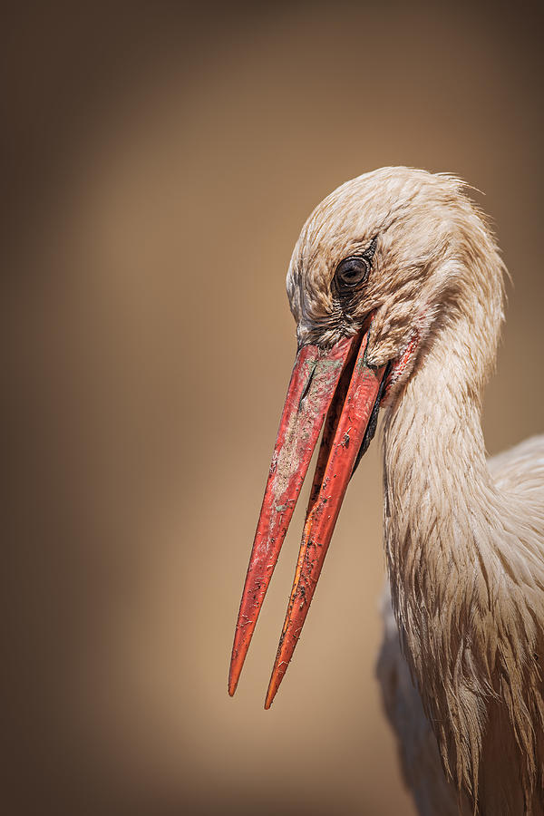 Stork Photograph - Close-up Of A White Stork by Magnus Renmyr