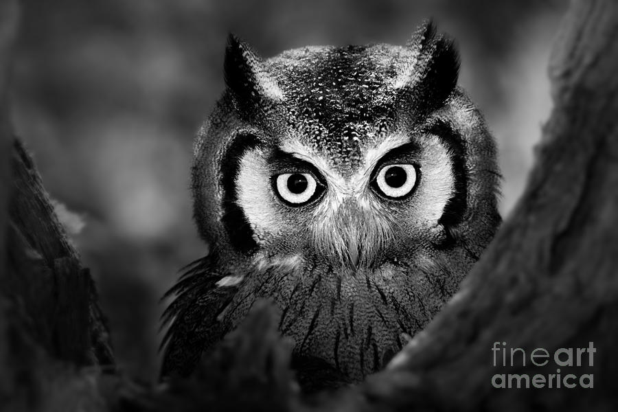 Big Photograph - Close-up Of A Whitefaced Owl Artistic by Johan Swanepoel Big Photograph - Close-up Of A Whitefaced Owl Artistic by Johan Swanepoel