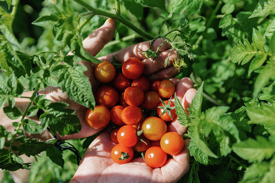 Close-up Of A Woman's Hands Holding Organic Cherry Tomatoes Among The ...