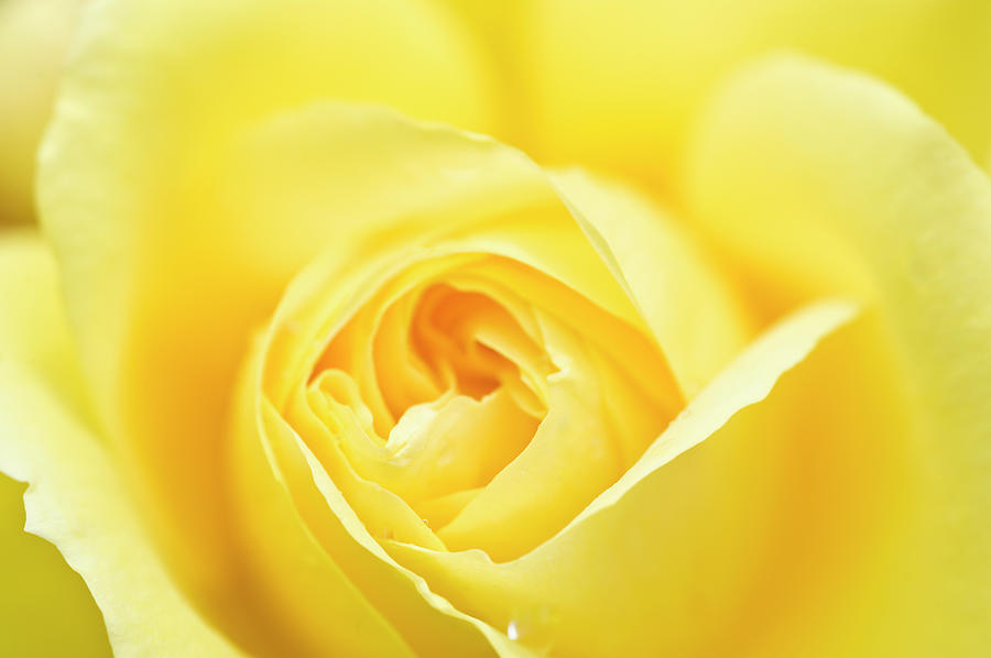 Close Up Of A Yellow Rose Rosa Sp Photograph by Mike Hill