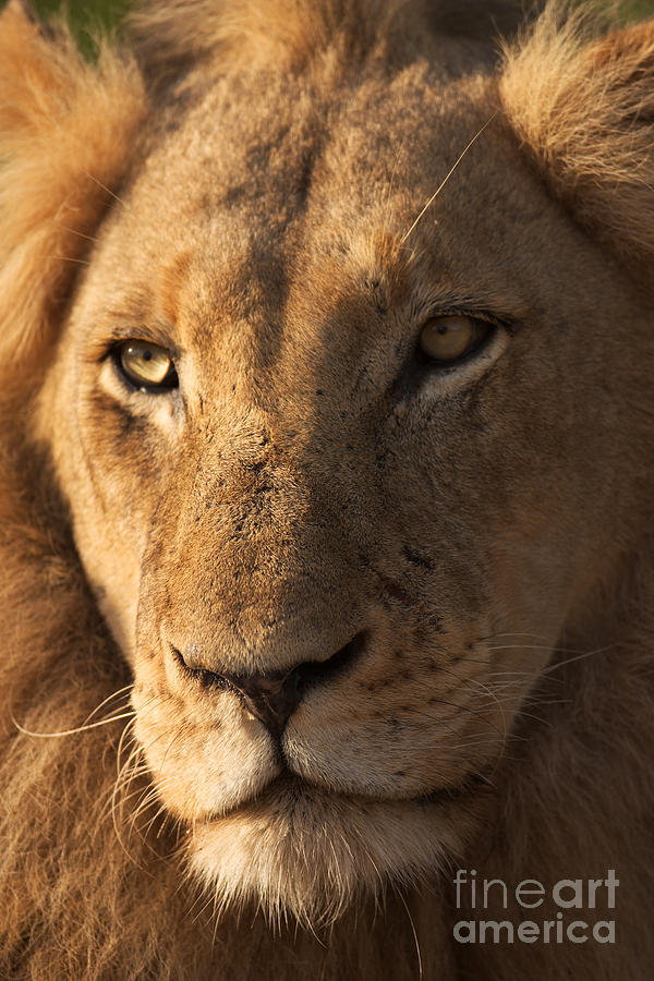 Big Photograph - Close-up Of A Young Male Lion Panthera by Johan Swanepoel Big Photograph - Close-up Of A Young Male Lion Panthera by Johan Swanepoel