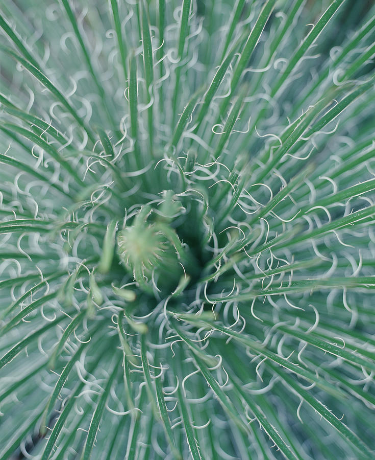 Close Up Of Agave Photograph by Victoria Pearson