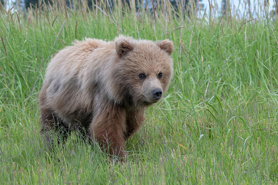 Close up of Alaskan brown Bear Cub Photograph by Mark Hunter