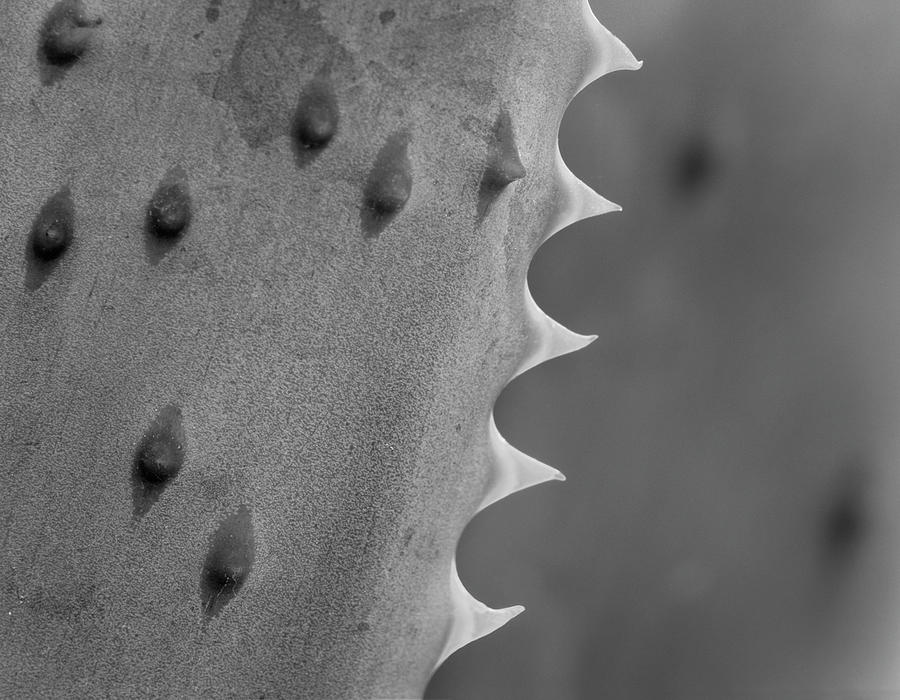 Close-up Of Aloe Spines Photograph by Tim Fitzharris