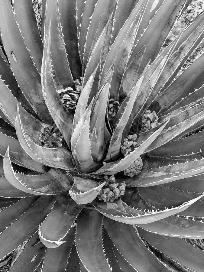 Close-up Of Aloe Photograph by Tim Fitzharris