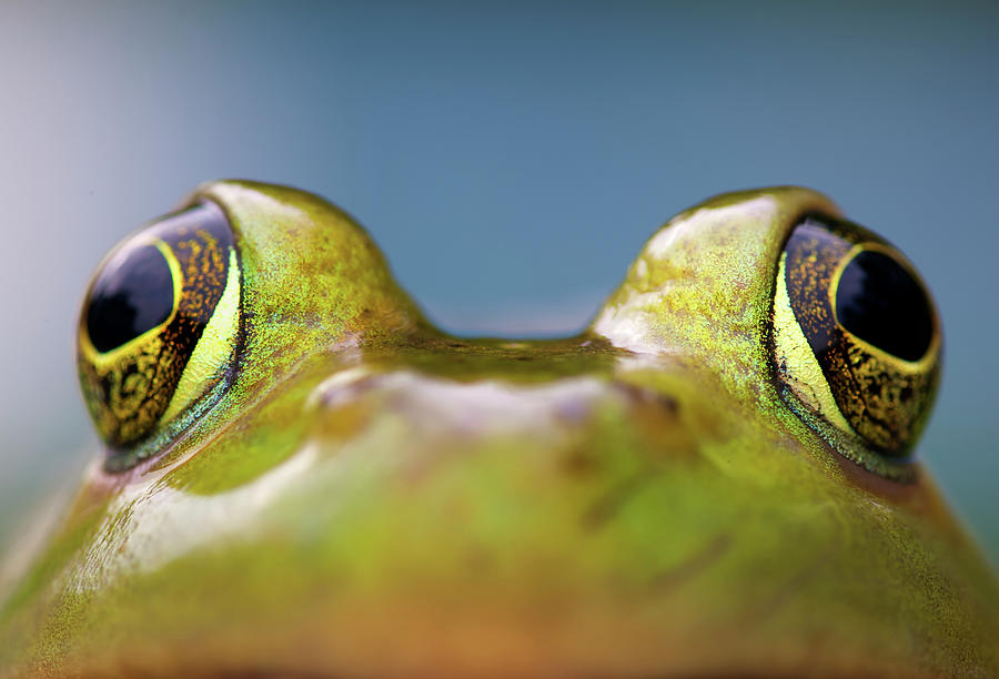 Close-up Of American Bullfrog Eyes Photograph by Nick Harris Photography