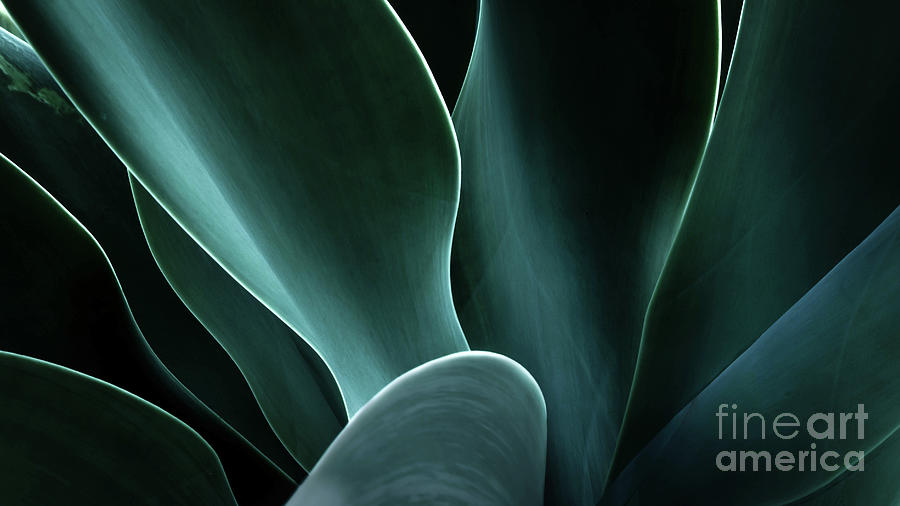 Close-up Of An Agave Plant, America, Usa Photograph by Shutterjack