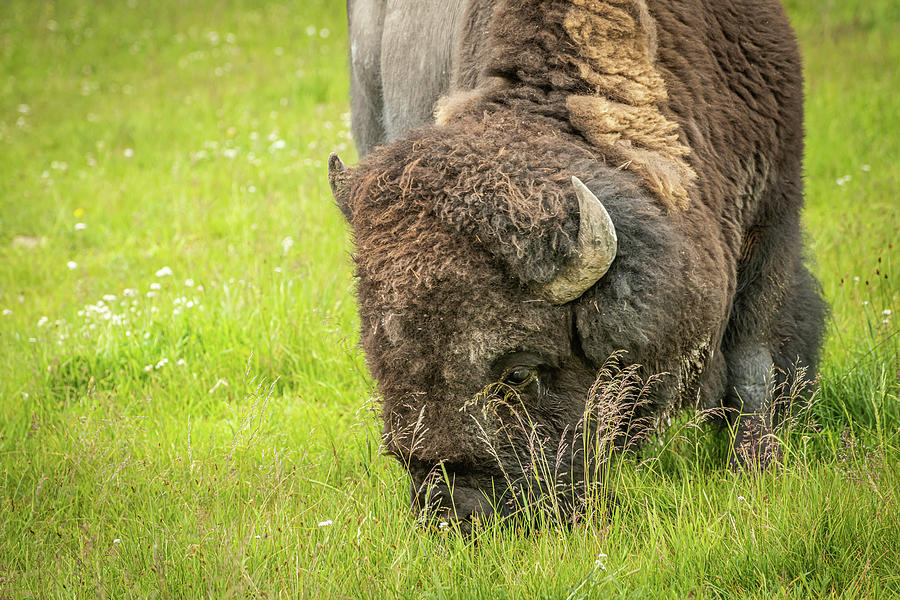 Close Up Of An American Bison Photograph