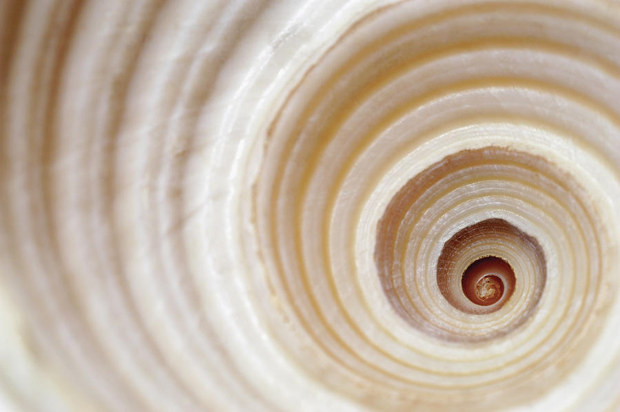 Close-up Of An Animal Shell Photograph by Medioimages/photodisc