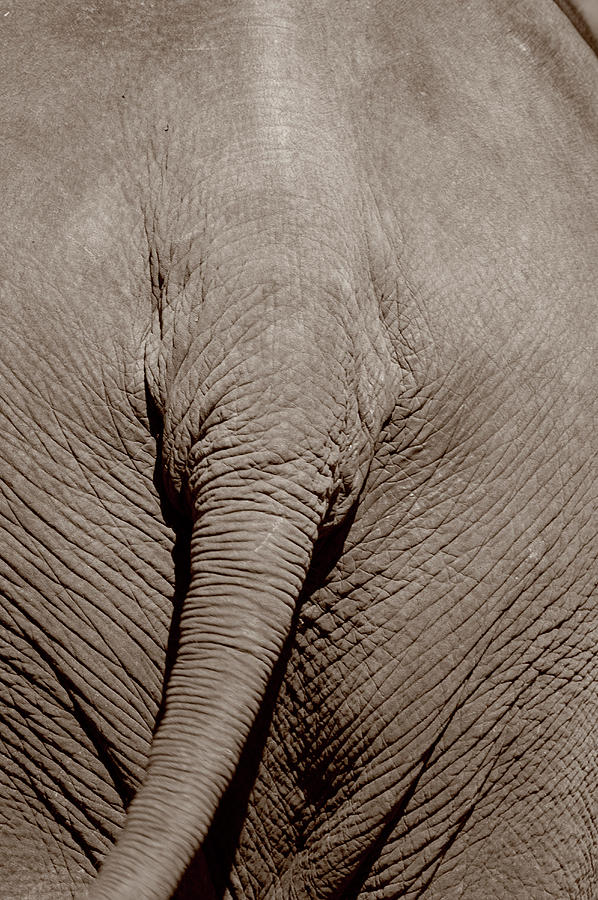 Close Up Of An Elephant, Rear View, Khao Yai National Park, Thailand Photograph by Martin Kreuzer