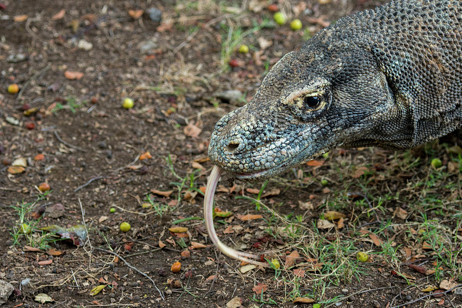 Close-up Of An Endemic Komodo Dragon Photograph by Wolfgang Kaehler ...