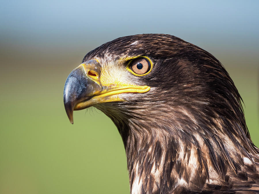 Close-up of an immature American bald eagle Photograph by Tosca Weijers