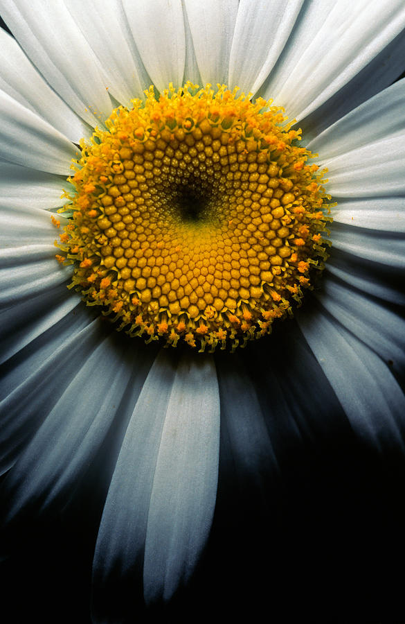 Close-up Of An Ox-eye Daisy Photograph by Robas