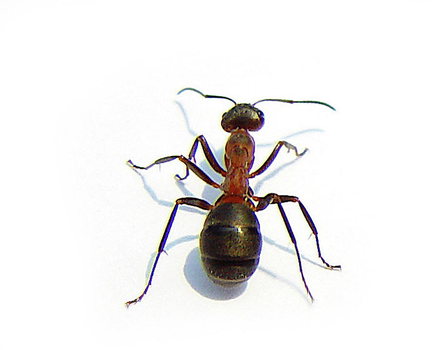 Close Up Of  Ant Photograph by Photo By Henning K. V. Vogelsang, Liechtenstein