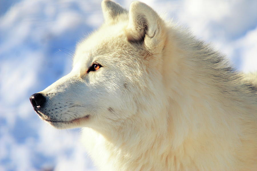 Close Up Of Arctic Wolf Photograph by David R. Tyner