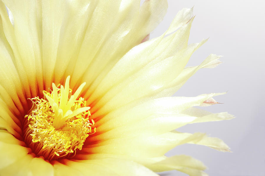Close Up Of Astrophytum Cactus Flower Photograph by Tanukiphoto Close Up Of Astrophytum Cactus Flower Photograph by Tanukiphoto
