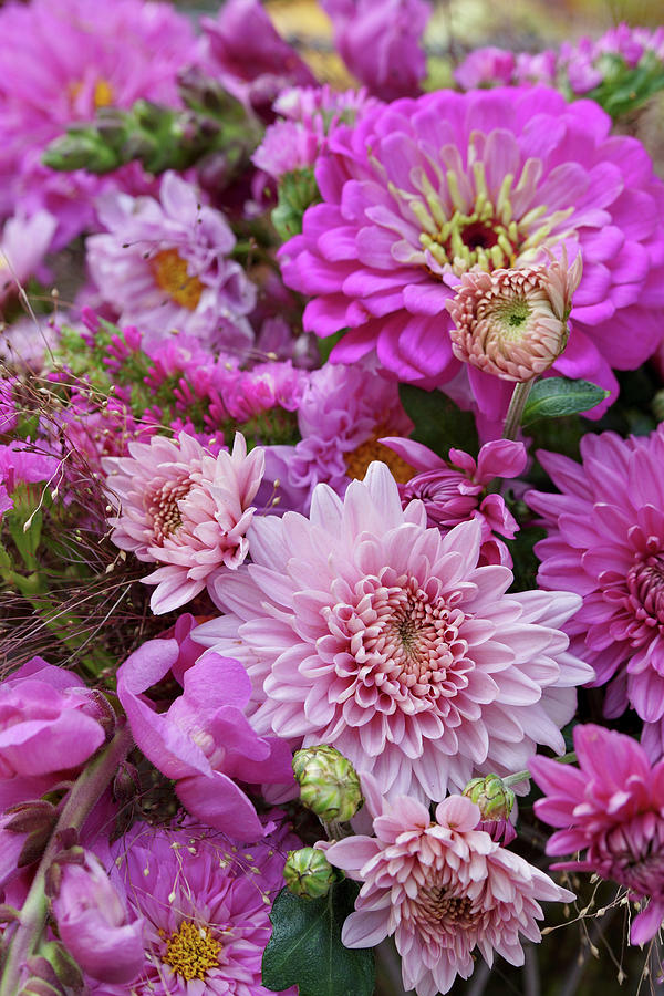Close Up Of Autumn Bouquet With Chrysanthemums And Zinnias Photograph by Angelica Linnhoff