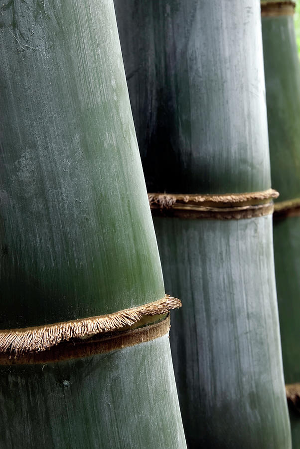 Close-up Of Bamboo Stems In Morning Photograph by Santosha