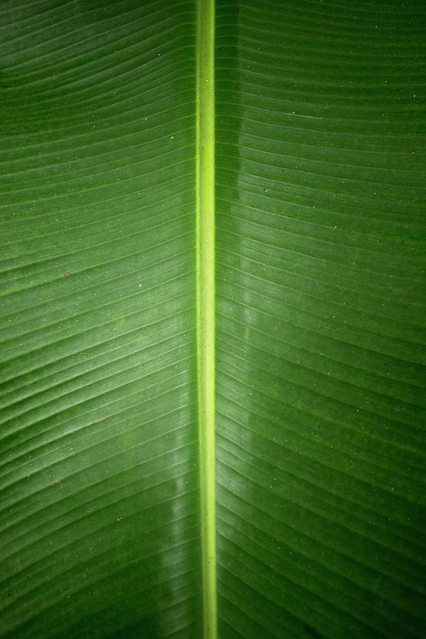 Close-up Of Banana Leaf, Costa Rica Photograph by Panoramic Images
