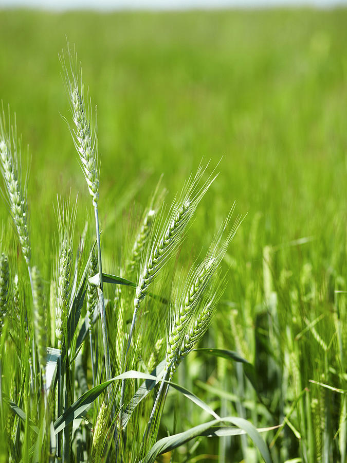 Close Up Of Barley Stalks In Field Photograph by Brett Stevens