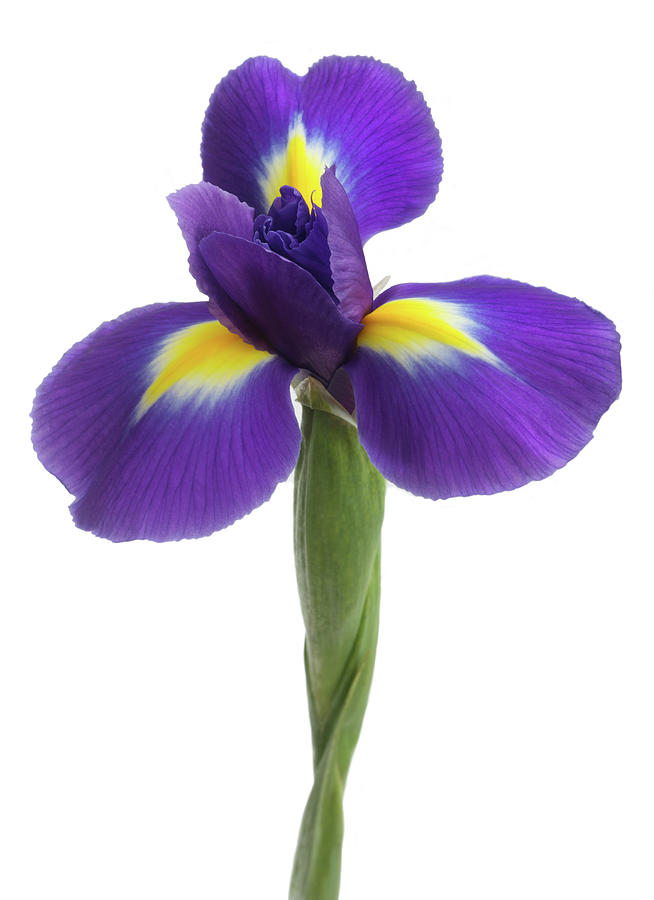 Close-up Of Beautiful Dutch Iris Photograph by Rosemary Calvert
