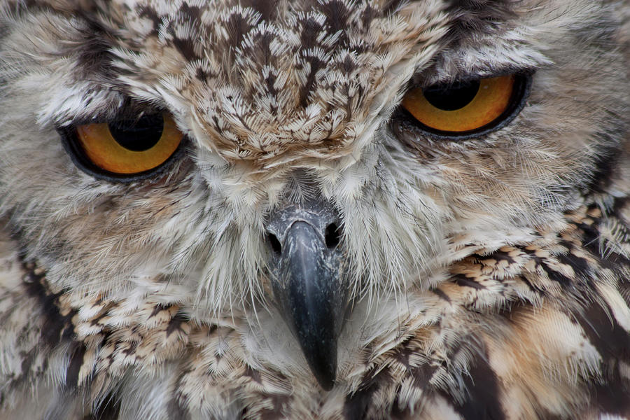 Close Up Of Bengal Eagle Owl Photograph by Hans Davis Photography