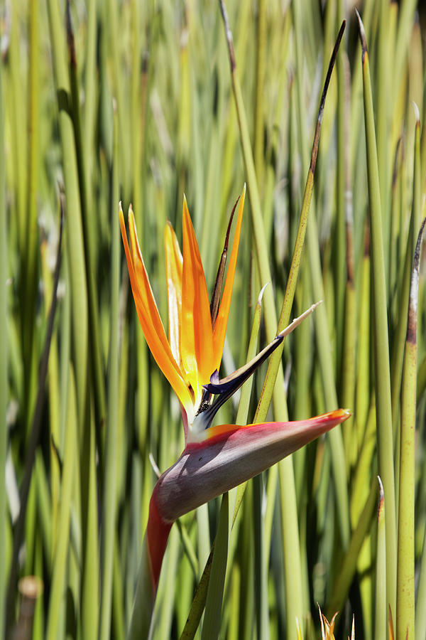 Closeup Of Bird Of Paradise Flower by Johner Images