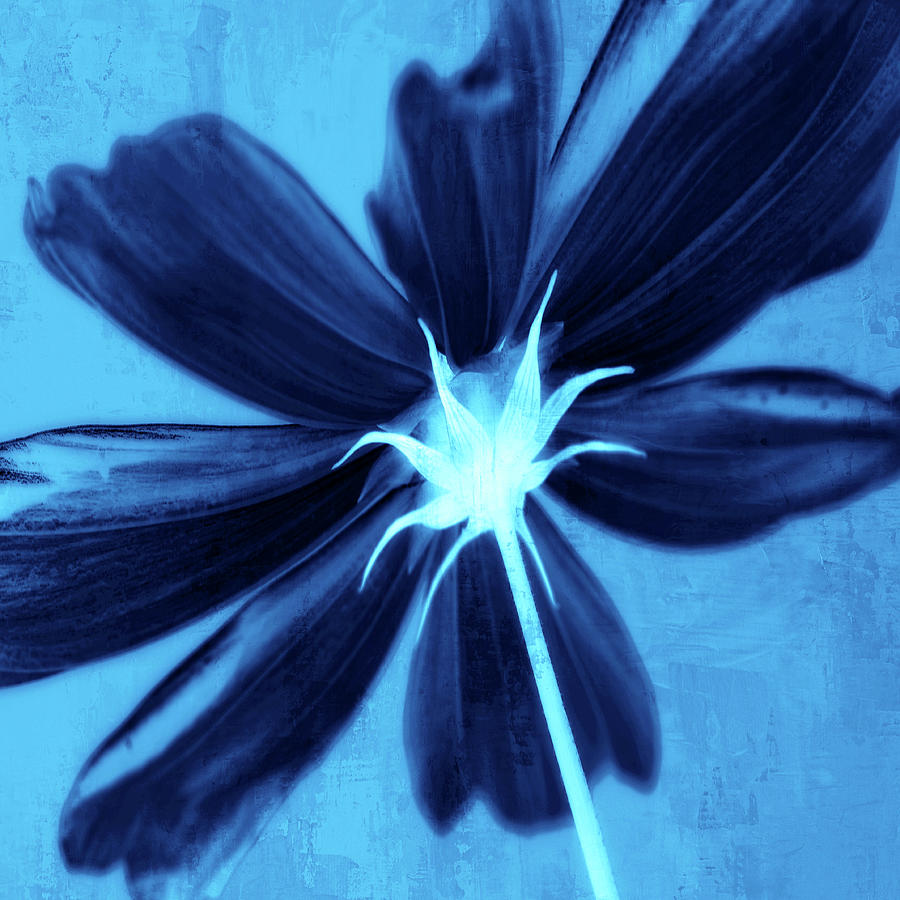 Close Up Of Blue Flower Photograph by Philippe Sainte-laudy Photography