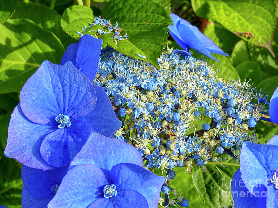 Close-Up Of Blue Flowers Blooming Outdoors g10 Photograph by Dan Yeger ...