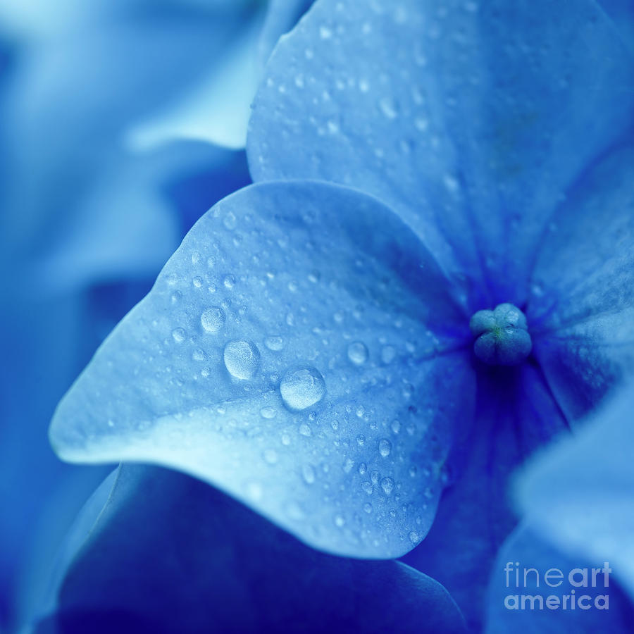 Image of Close-up of a single blue hydrangea flower
